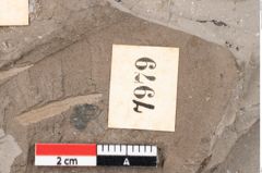 Foto (Detailansicht) von Ficus sagoriana Ettingshausen (NHMW-GEO-2024-0188-7979)
